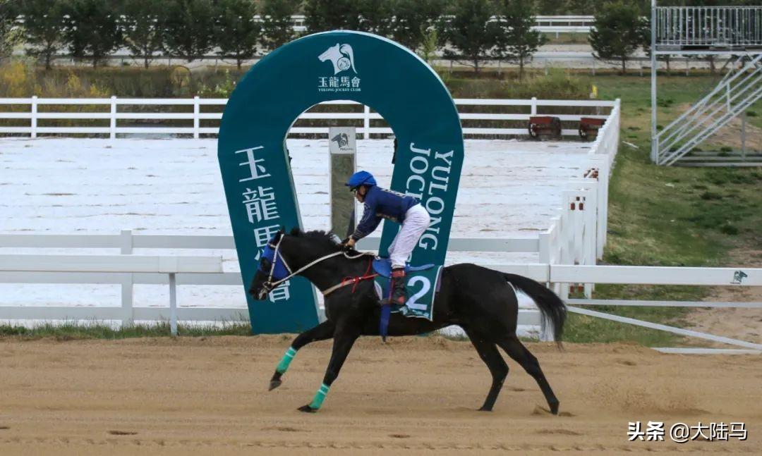 探索香港正版马会精选资料大全，揭秘赛马的智慧与魅力香港正版马会精选资料大全南方生肖有几个