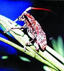 探索3D视觉盛宴，天牛图库的魅力之旅天牛3d图库汇总红五3d图库