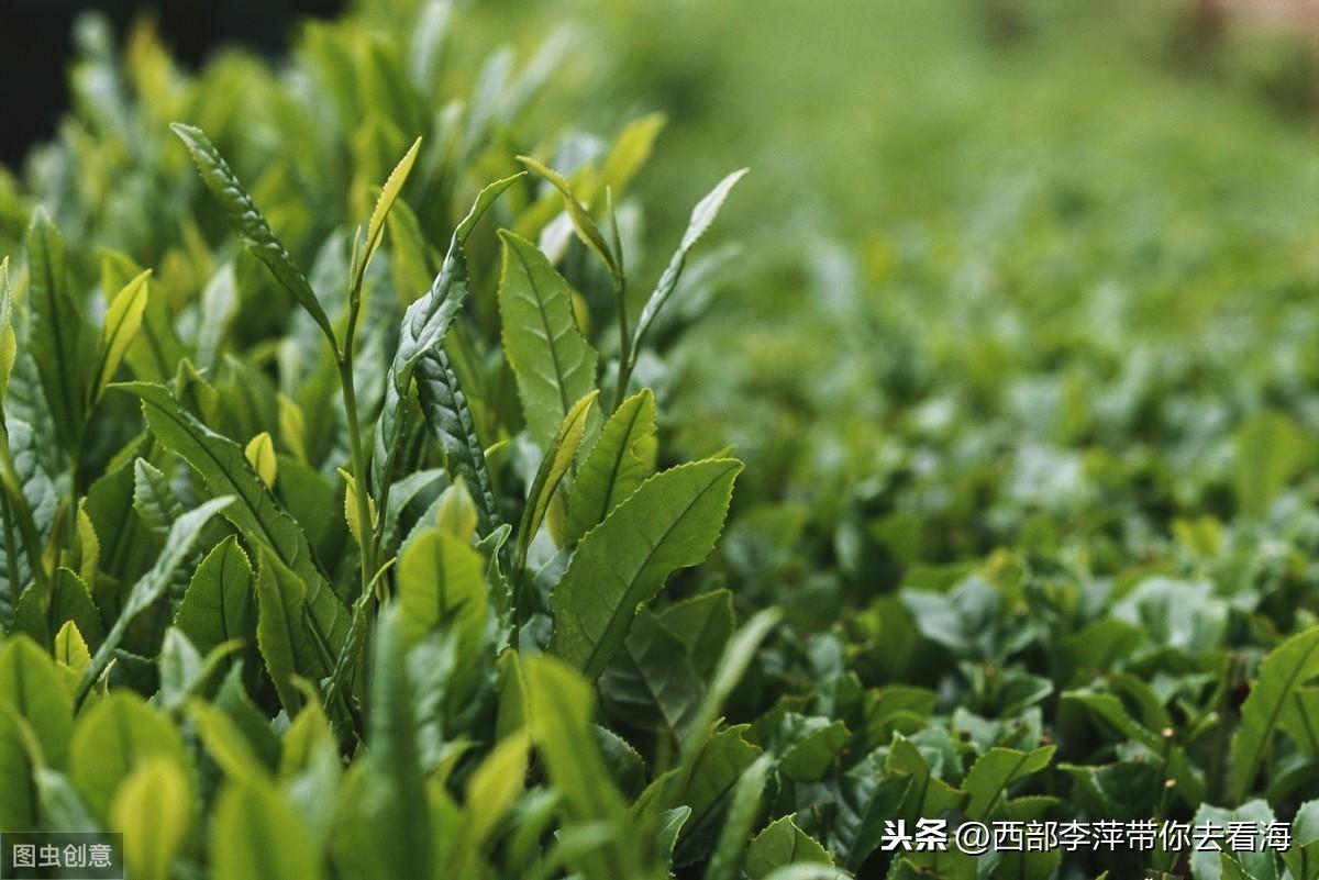 云南快乐生产线，探寻自然与文化的完美融合云南快乐生产线全集完整版免费